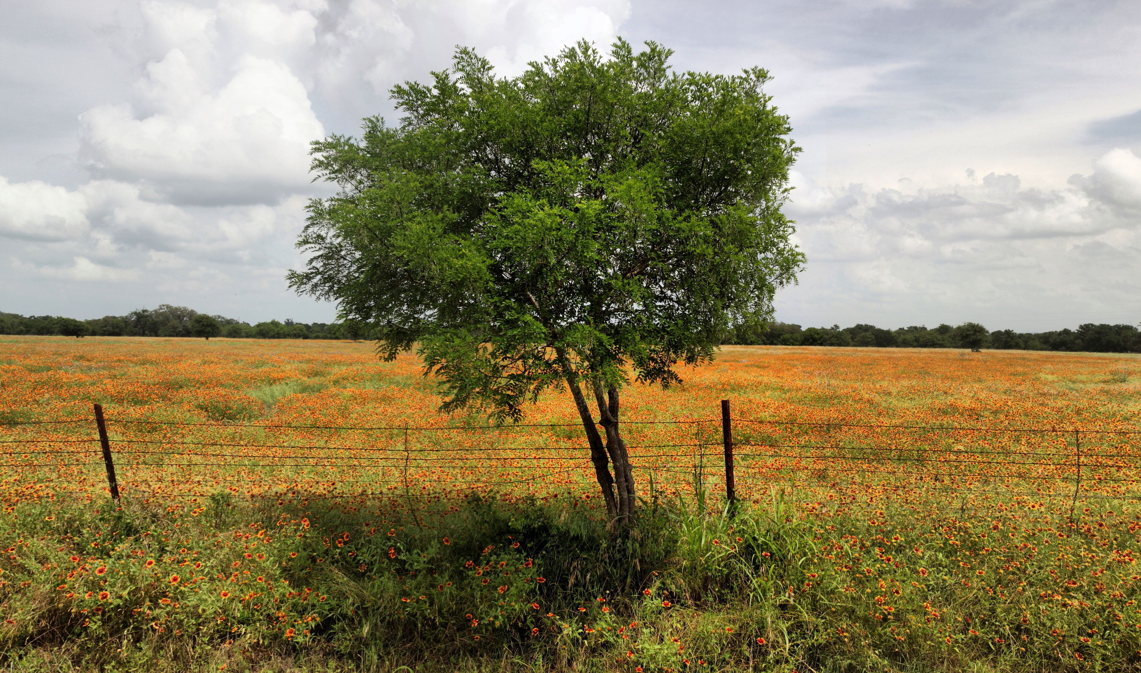 Paint Brush Flowers and Tree