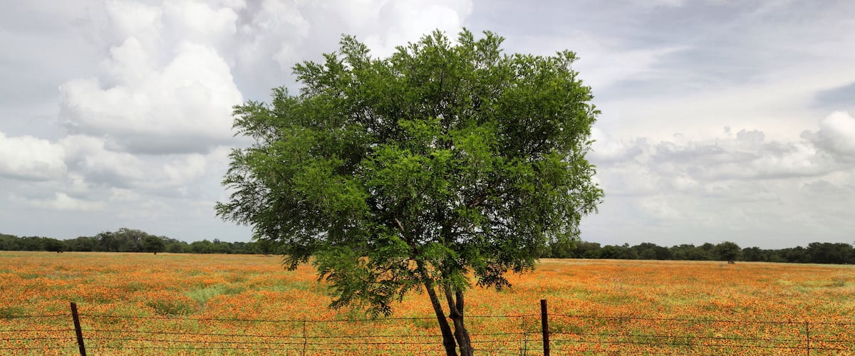 A field of orange flowers with a tree in the foreground and a cloudy sky.