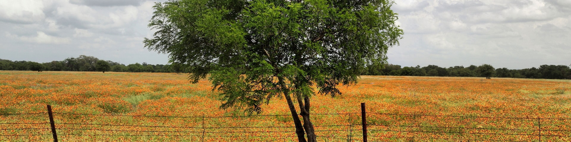 A field of orange flowers with a tree in the foreground and a cloudy sky.