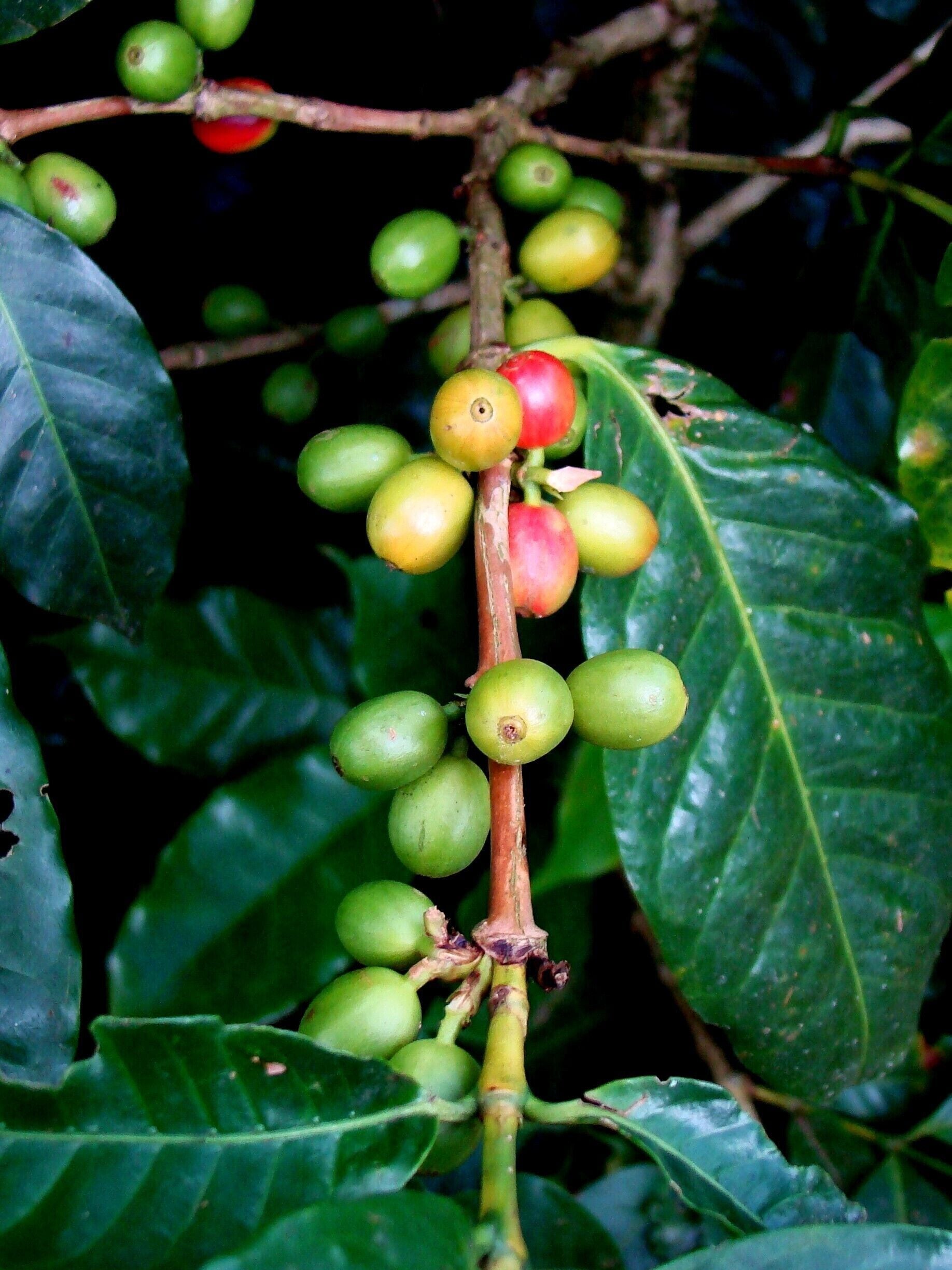 #Coffee #CostaRica #CentralAmerica

On board a cruise, we made a stop in Puntarenas and went to see a coffee plantation.  Very interesting and enlightening tour of all stages of the coffee cycle, from planting to packaging, through harvesting, grain drying and roasting.

A bordo de um cruzeiro, fizemos uma parada em Puntarenas e fomos conhecer uma plantação de café. Passeio muito interessante e esclarecedor de todas as etapas do ciclo do café, desde o plantio até ao empacotamento, passando pelas etapas da colheita, secagem dos grãos e torrefação.