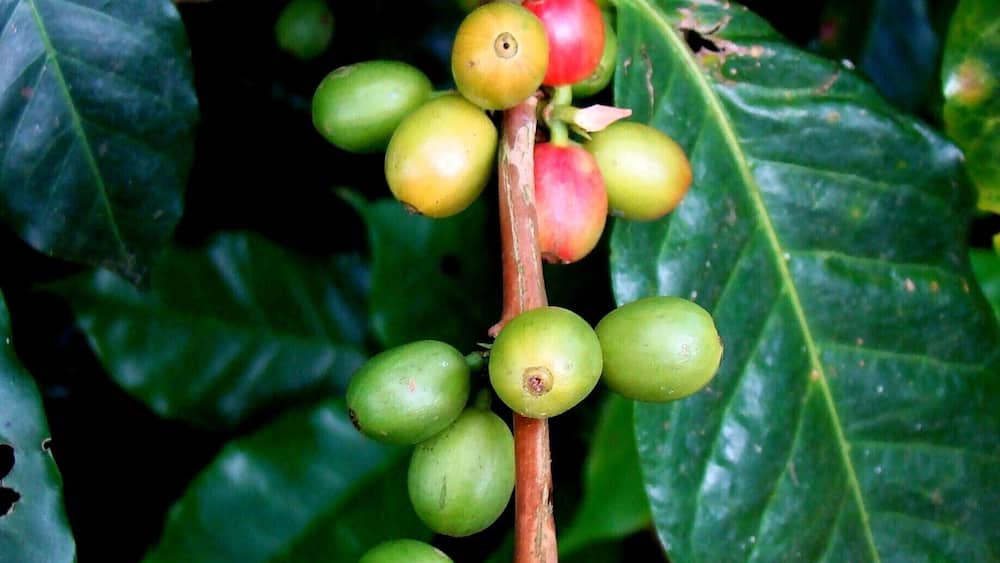 A coffee plant with green and red coffee cherries.