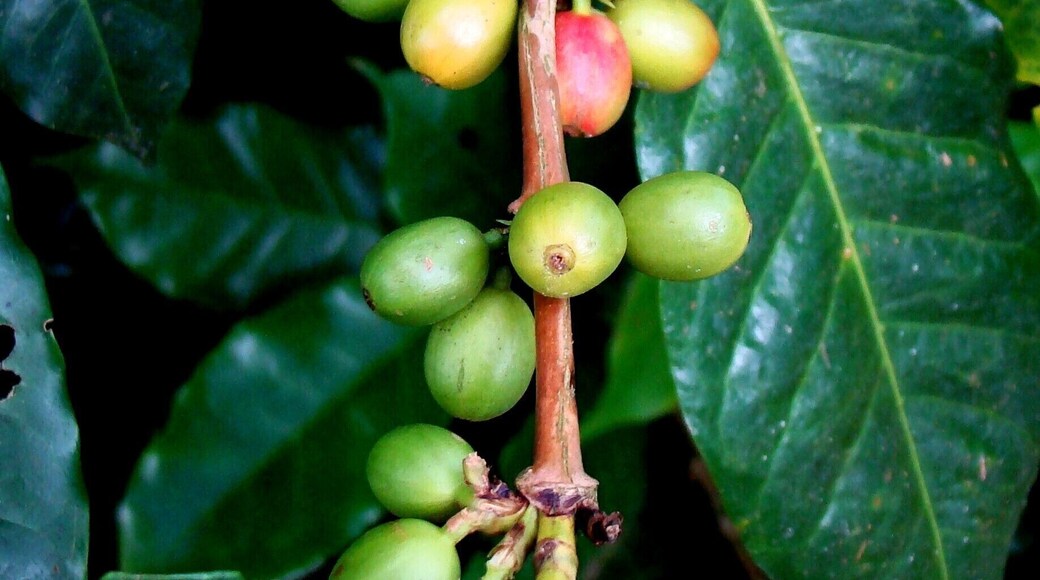 #Coffee #CostaRica #CentralAmerica
On board a cruise, we made a stop in Puntarenas and went to see a coffee plantation. Very interesting and enlightening tour of all stages of the coffee cycle, from planting to packaging, through harvesting, grain drying and roasting.
A bordo de um cruzeiro, fizemos uma parada em Puntarenas e fomos conhecer uma plantação de café. Passeio muito interessante e esclarecedor de todas as etapas do ciclo do café, desde o plantio até ao empacotamento, passando pelas etapas da colheita, secagem dos grãos e torrefação.