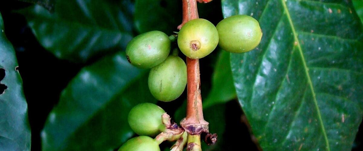 #Coffee #CostaRica #CentralAmerica
On board a cruise, we made a stop in Puntarenas and went to see a coffee plantation. Very interesting and enlightening tour of all stages of the coffee cycle, from planting to packaging, through harvesting, grain drying and roasting.
A bordo de um cruzeiro, fizemos uma parada em Puntarenas e fomos conhecer uma plantação de café. Passeio muito interessante e esclarecedor de todas as etapas do ciclo do café, desde o plantio até ao empacotamento, passando pelas etapas da colheita, secagem dos grãos e torrefação.