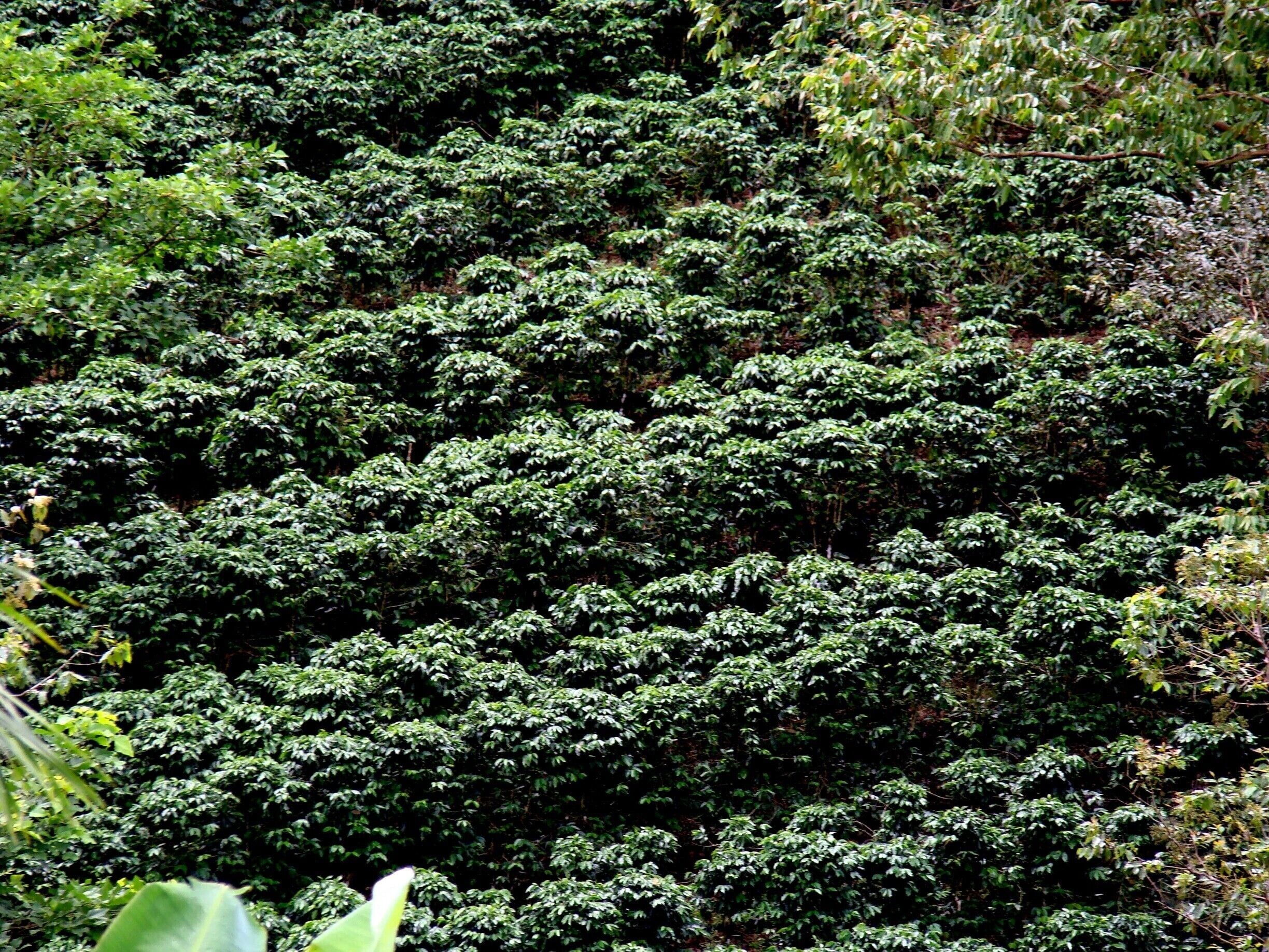 #Coffee #CostaRica #CentralAmerica

Coffee plantation

On board a cruise, we made a stop in Puntarenas and went to see a coffee plantation.  Very interesting and enlightening tour of all stages of the coffee cycle, from planting to packaging, through harvesting, grain drying and roasting.

Plantação de café

A bordo de um cruzeiro, fizemos uma parada em Puntarenas e fomos conhecer uma plantação de café. Passeio muito interessante e esclarecedor de todas as etapas do ciclo do café, desde o plantio até ao empacotamento, passando pelas etapas da colheita, secagem dos grãos e torrefação.