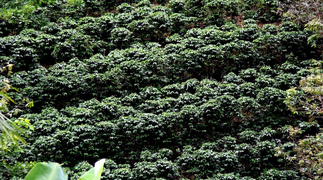 #Coffee #CostaRica #CentralAmerica
Coffee plantation
On board a cruise, we made a stop in Puntarenas and went to see a coffee plantation. Very interesting and enlightening tour of all stages of the coffee cycle, from planting to packaging, through harvesting, grain drying and roasting.
Plantação de café
A bordo de um cruzeiro, fizemos uma parada em Puntarenas e fomos conhecer uma plantação de café. Passeio muito interessante e esclarecedor de todas as etapas do ciclo do café, desde o plantio até ao empacotamento, passando pelas etapas da colheita, secagem dos grãos e torrefação.