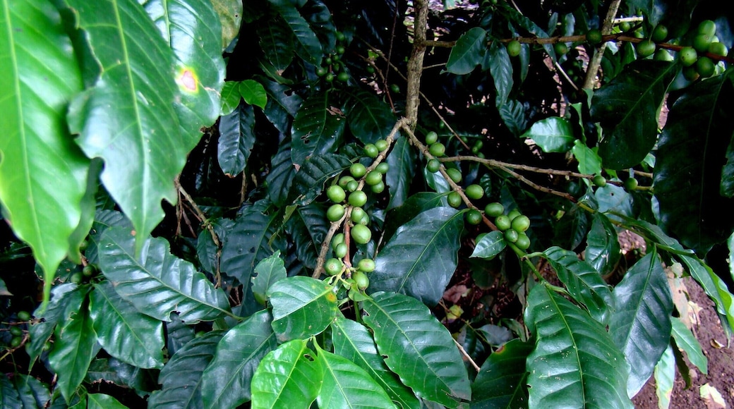 #Coffee #CostaRica #CentralAmerica
Coffee plantation
On board a cruise, we made a stop in Puntarenas and went to see a coffee plantation. Very interesting and enlightening tour of all stages of the coffee cycle, from planting to packaging, through harvesting, grain drying and roasting.
Plantação de café
A bordo de um cruzeiro, fizemos uma parada em Puntarenas e fomos conhecer uma plantação de café. Passeio muito interessante e esclarecedor de todas as etapas do ciclo do café, desde o plantio até ao empacotamento, passando pelas etapas da colheita, secagem dos grãos e torrefação.