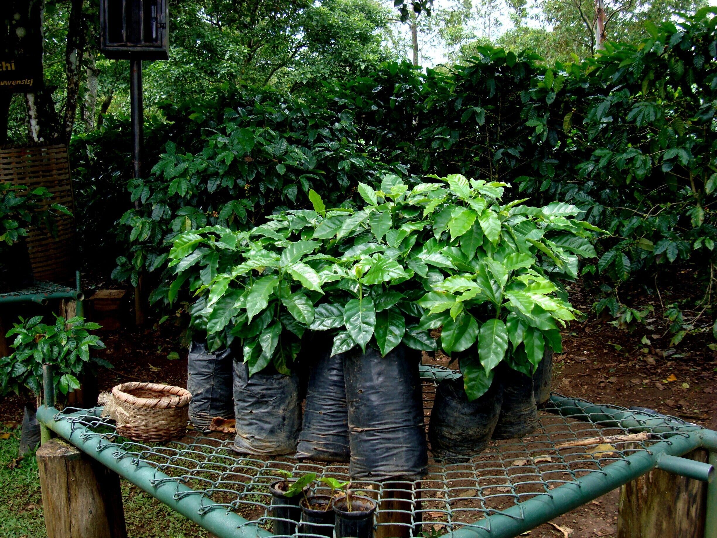 #Coffee #CostaRica #CentralAmerica

Coffee seedlings

On board a cruise, we made a stop in Puntarenas and went to see a coffee plantation.  Very interesting and enlightening tour of all stages of the coffee cycle, from planting to packaging, through harvesting, grain drying and roasting.

Mudas de café

A bordo de um cruzeiro, fizemos uma parada em Puntarenas e fomos conhecer uma plantação de café. Passeio muito interessante e esclarecedor de todas as etapas do ciclo do café, desde o plantio até ao empacotamento, passando pelas etapas da colheita, secagem dos grãos e torrefação.