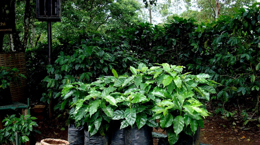 #Coffee #CostaRica #CentralAmerica
Coffee seedlings
On board a cruise, we made a stop in Puntarenas and went to see a coffee plantation. Very interesting and enlightening tour of all stages of the coffee cycle, from planting to packaging, through harvesting, grain drying and roasting.
Mudas de café
A bordo de um cruzeiro, fizemos uma parada em Puntarenas e fomos conhecer uma plantação de café. Passeio muito interessante e esclarecedor de todas as etapas do ciclo do café, desde o plantio até ao empacotamento, passando pelas etapas da colheita, secagem dos grãos e torrefação.