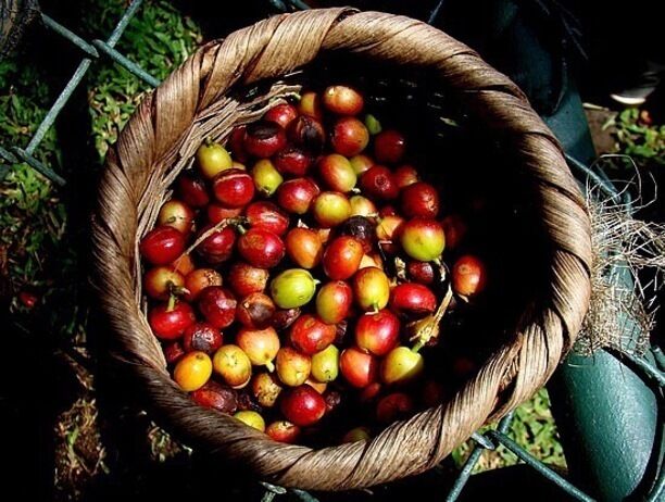 #Red #Coffee

Coffee cherries at a Costa Rica plantation.