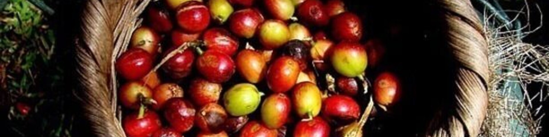 #Red #Coffee
Coffee cherries at a Costa Rica plantation.