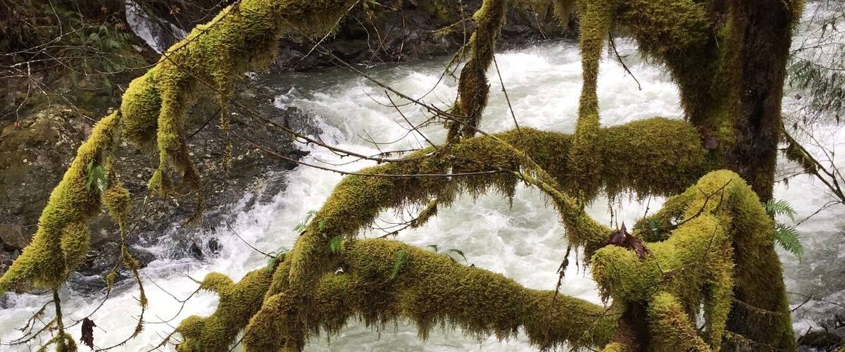 A fast-flowing river with moss-covered branches.