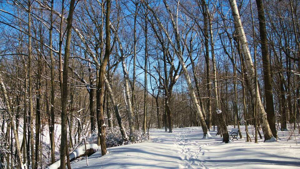A snow-covered forest with bare trees and a clear blue sky.