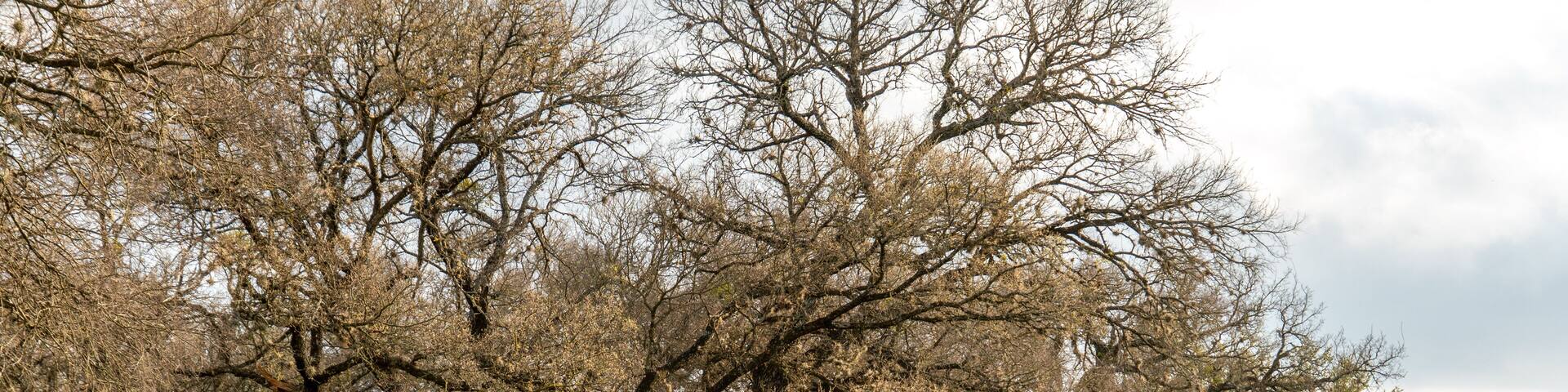 san antonio park in the spring