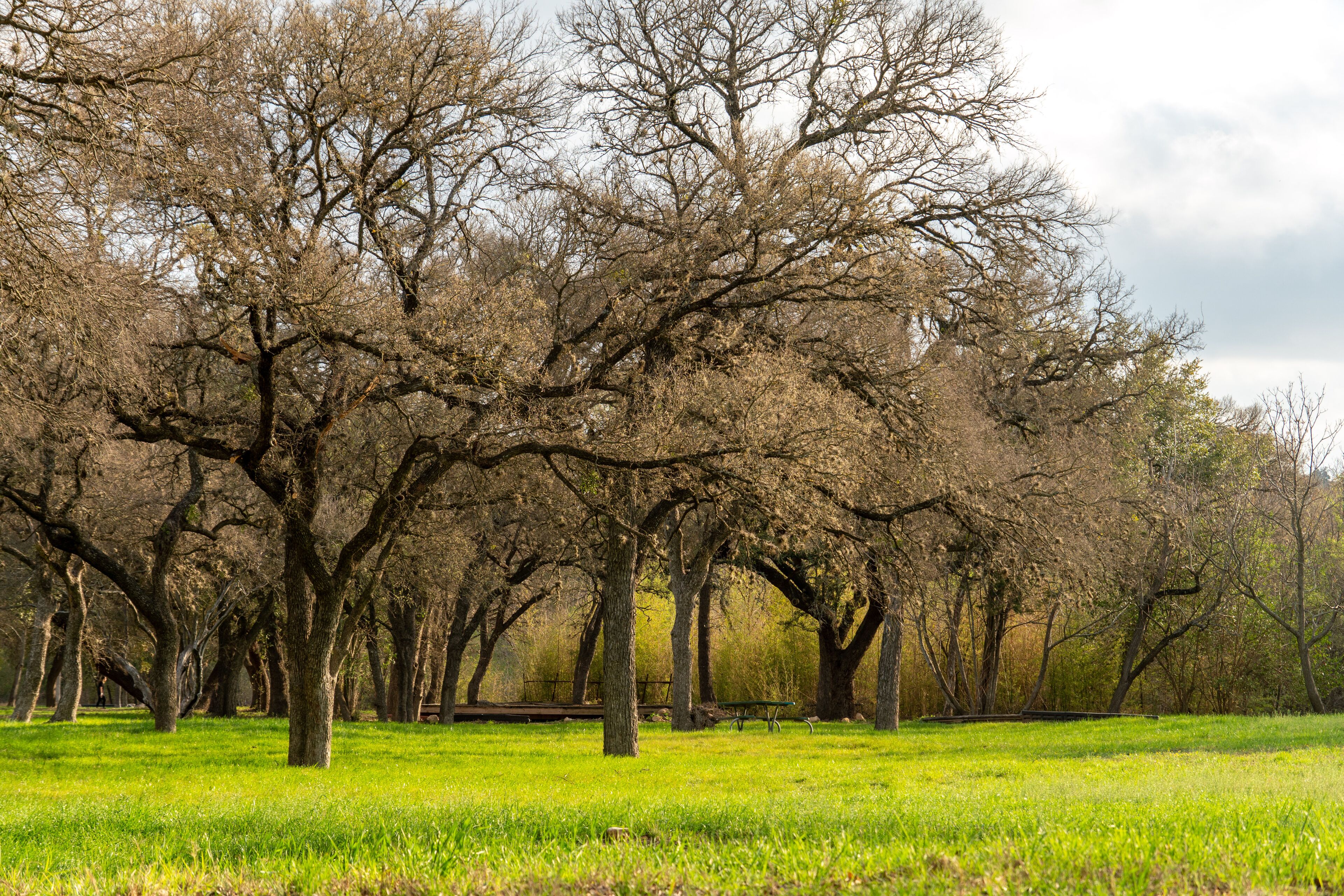 A park with numerous trees and a grassy field.