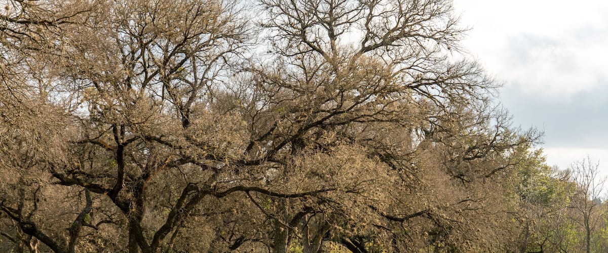 A park with numerous trees and a grassy field.