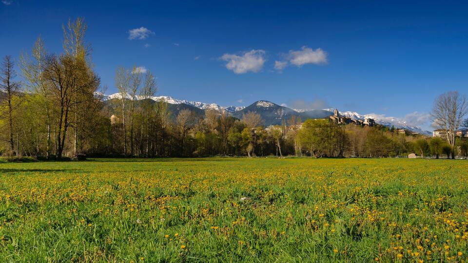 A meadow with yellow flowers, trees, and snow-capped mountains in the background.