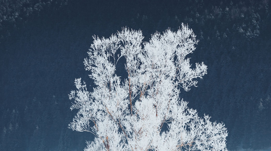 Frozen tree found in Vercors. Lovely place, near south of France
Make sure you follow me on: https://www.instagram.com/alexcelaire/