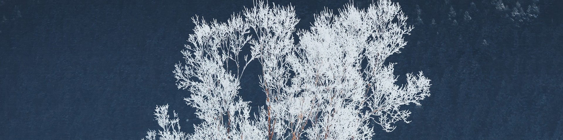Frozen tree found in Vercors. Lovely place, near south of France
Make sure you follow me on: https://www.instagram.com/alexcelaire/