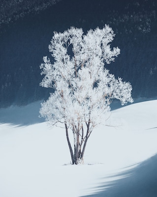 Frozen tree found in Vercors. Lovely place, near south of France
Make sure you follow me on: https://www.instagram.com/alexcelaire/