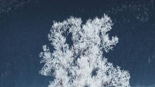 Frozen tree found in Vercors. Lovely place, near south of France
Make sure you follow me on: https://www.instagram.com/alexcelaire/
