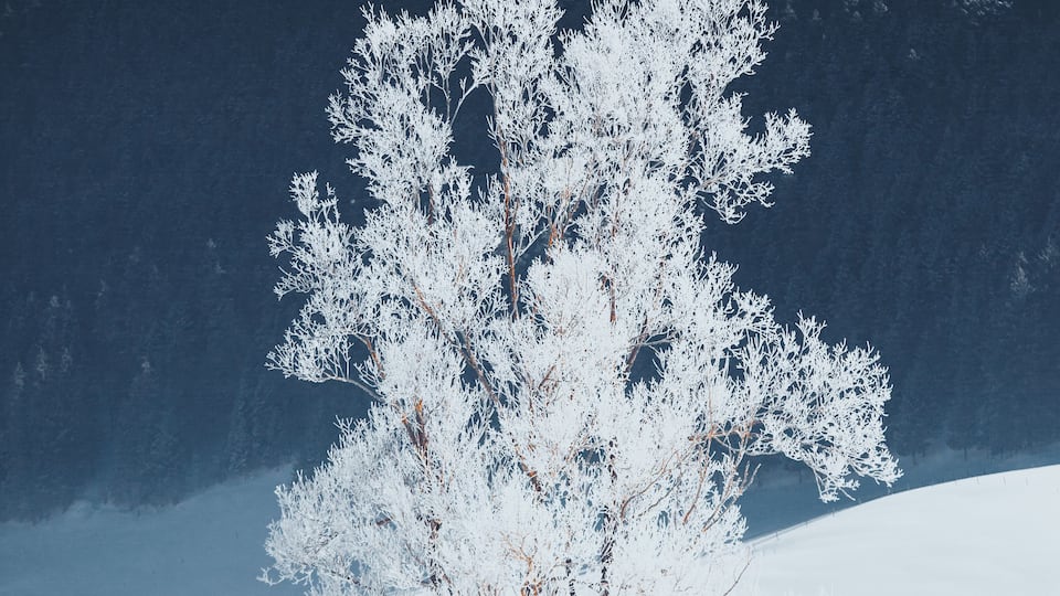 A snow-covered tree in a snowy landscape.