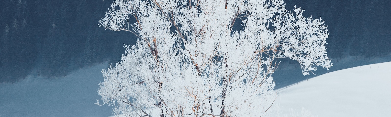 Frozen tree found in Vercors. Lovely place, near south of France
Make sure you follow me on: https://www.instagram.com/alexcelaire/
