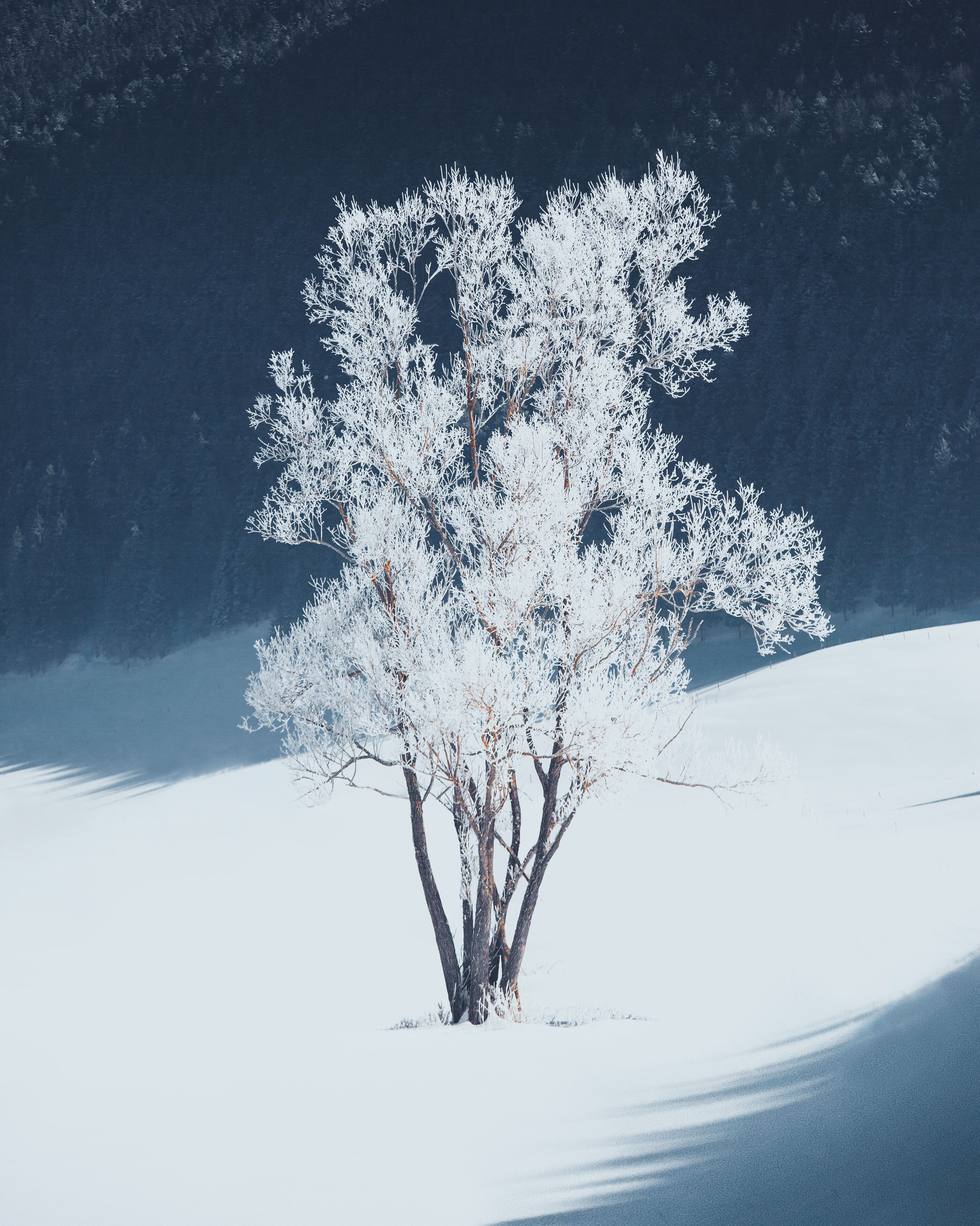 A snow-covered tree in a snowy landscape.