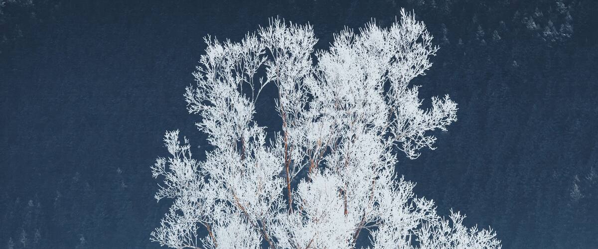 A snow-covered tree in a snowy landscape.