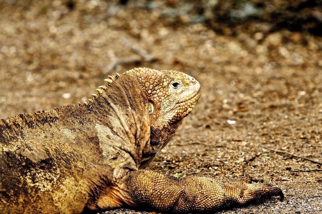 A large monitor lizard on sandy ground.