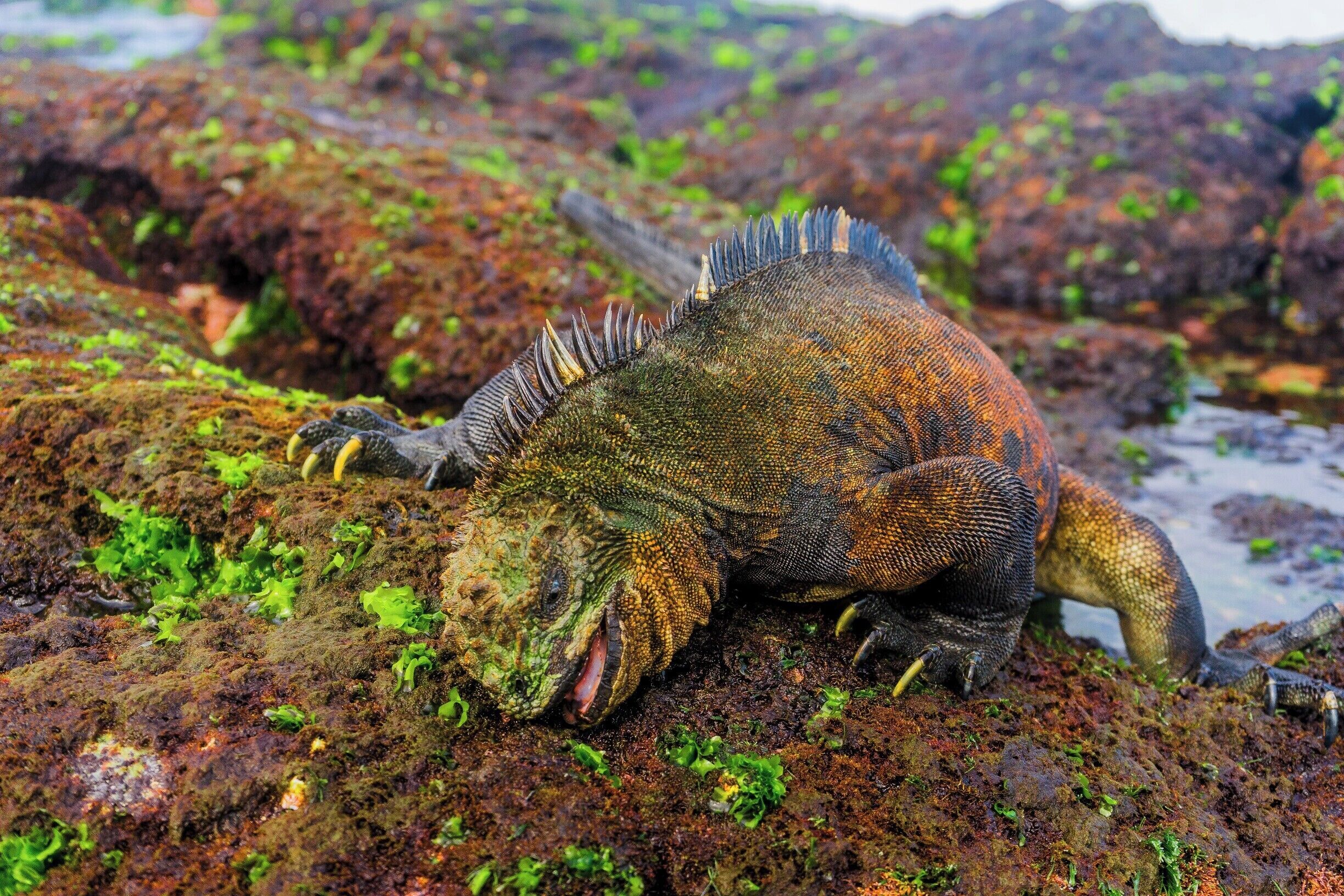 A large marine iguana on a rocky, moss-covered surface.
