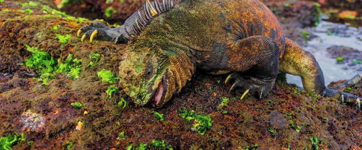 A large marine iguana on a rocky, moss-covered surface.