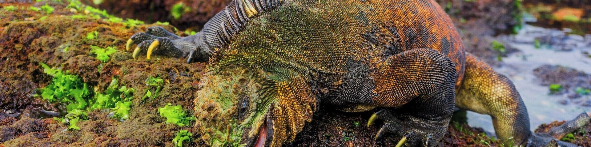 A large marine iguana on a rocky, moss-covered surface.