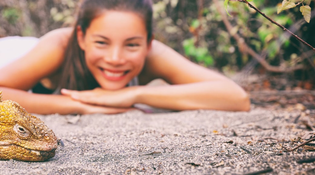 Galapagos islands tourist woman at yellow land iguana on Urbina Bay sand beach panoramic banner. Asian happy girl traveling in Ecuador.