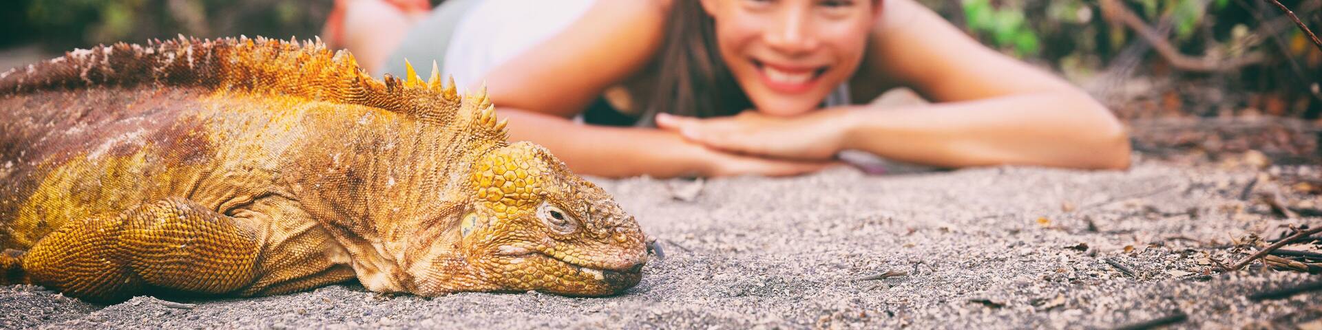 Galapagos islands tourist woman at yellow land iguana on Urbina Bay sand beach panoramic banner. Asian happy girl traveling in Ecuador.