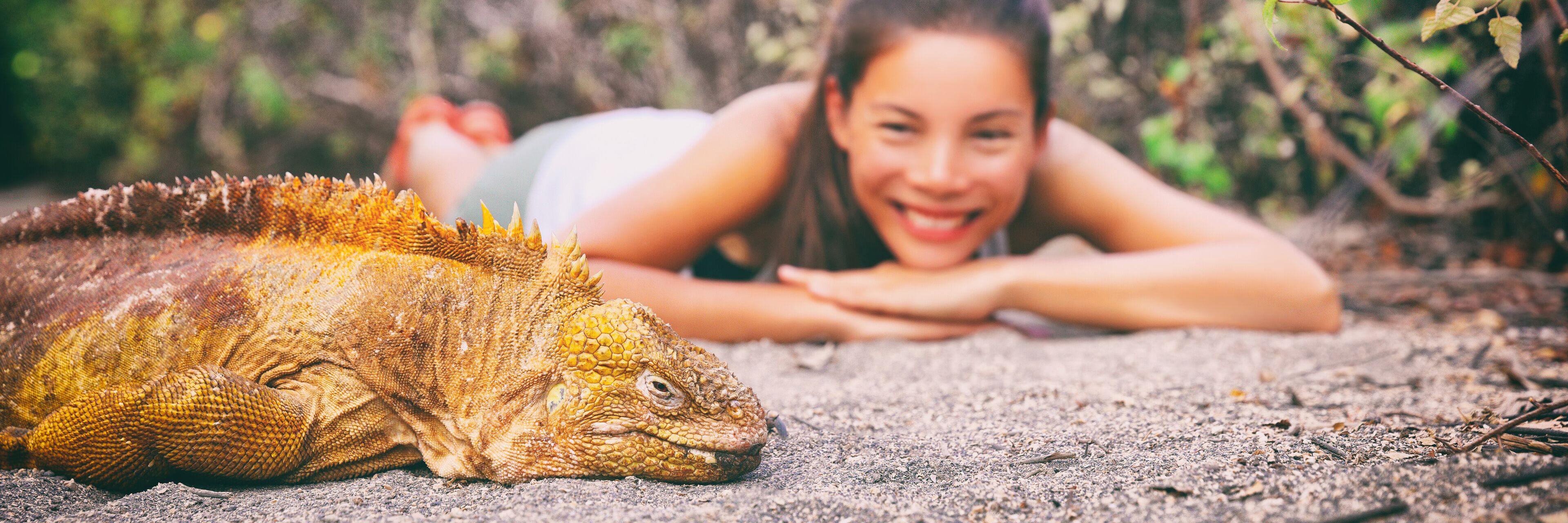 A large iguana on sandy ground with dense foliage in the background.