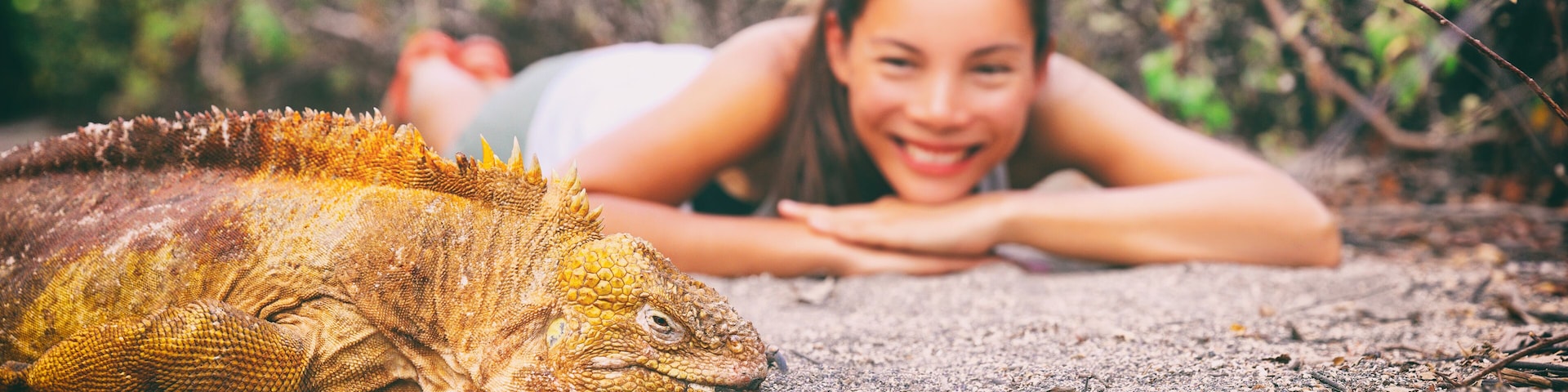 A large iguana on sandy ground with dense foliage in the background.