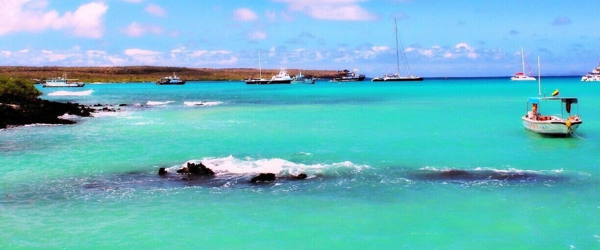 Snorkel at the docks and swim with sea lions, penguins, rays and other marine life