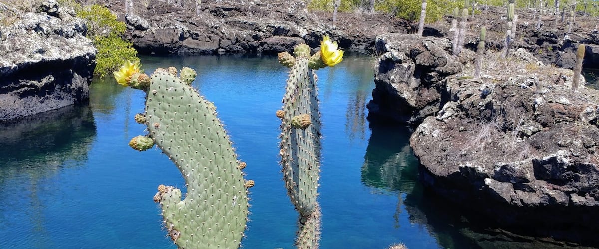 This is a flowering cactus on the pristine, clear waters of the Lava Tunnels. A tour from Isabela Island in the Galapagos will bring you to walk on the lava tunnels.