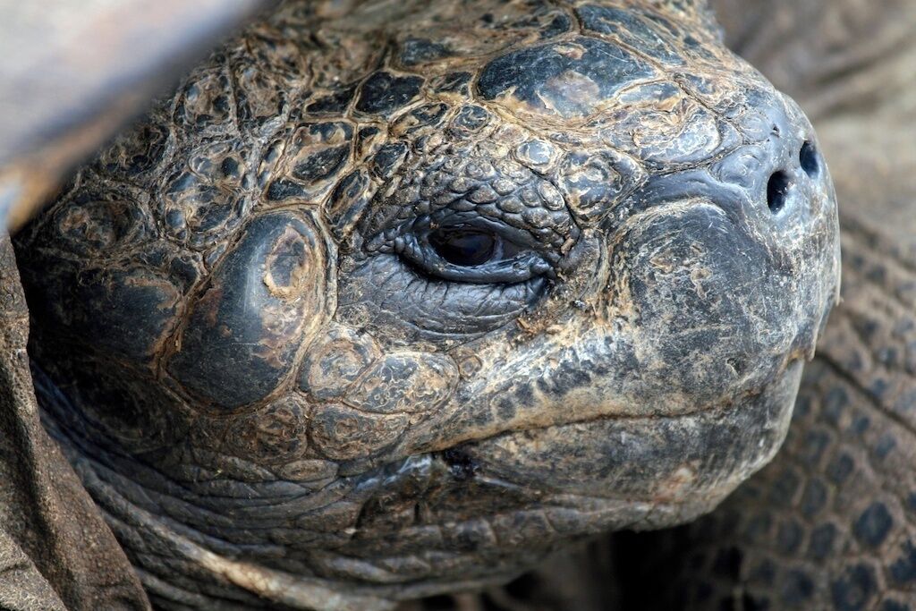The wild and strange Galapagos Tortoises in Urbina Bay, on Western Isabela Island, #Galapagos Islands, Equador.  #NationalPark