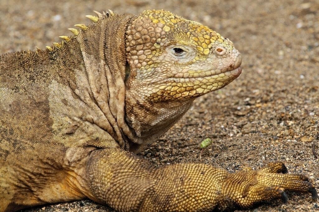 A large monitor lizard with textured skin and prominent spines on its back, lying on sandy ground.