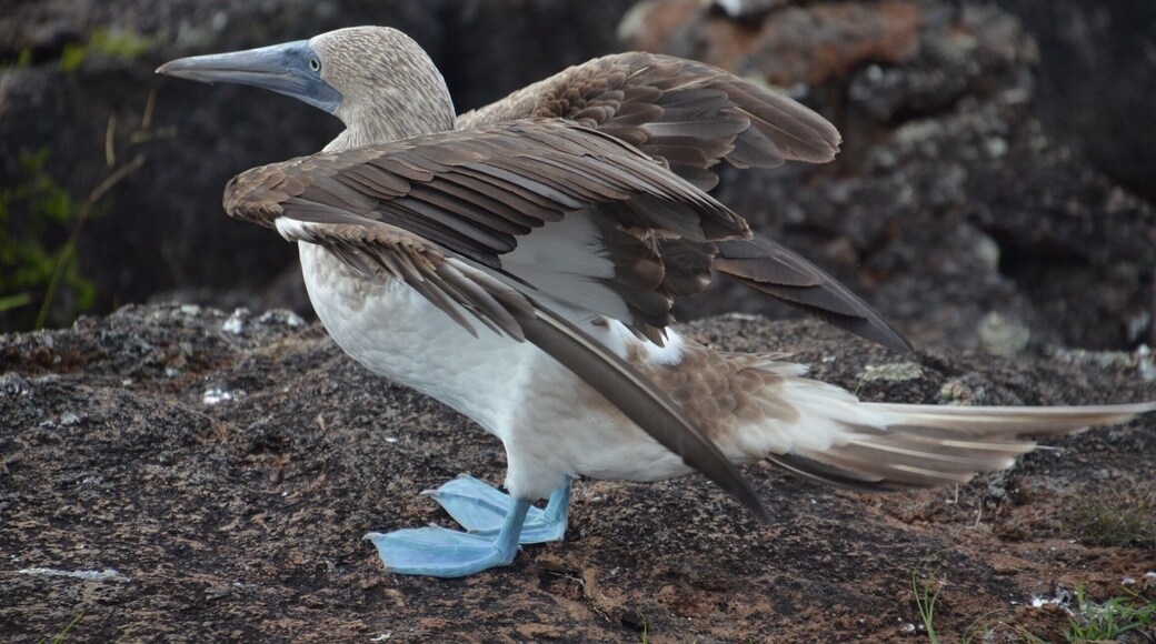 Isabela island is full of beauty.