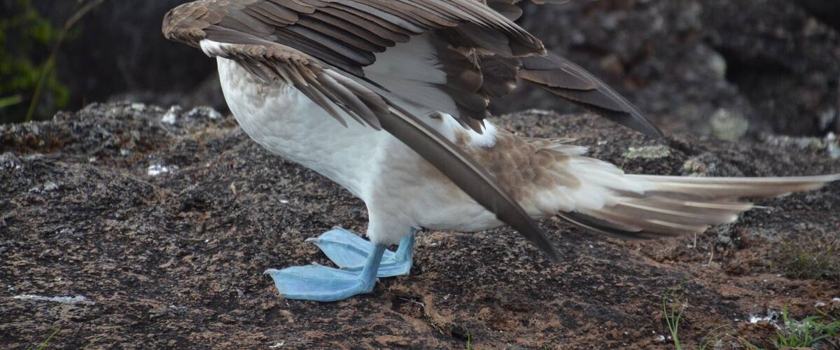 A bird with brown and white feathers standing on rocky ground.