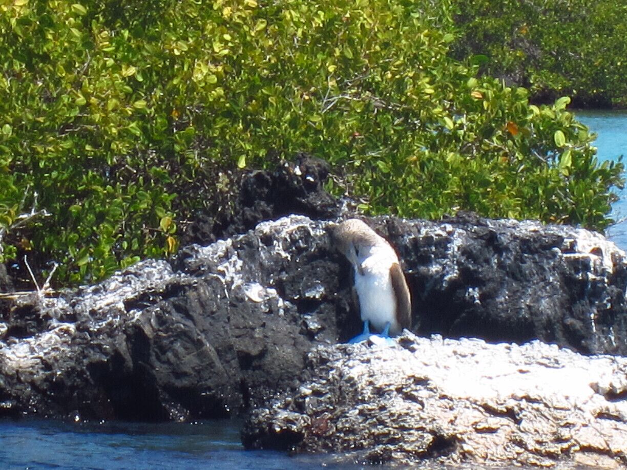 Blue-footed Booby