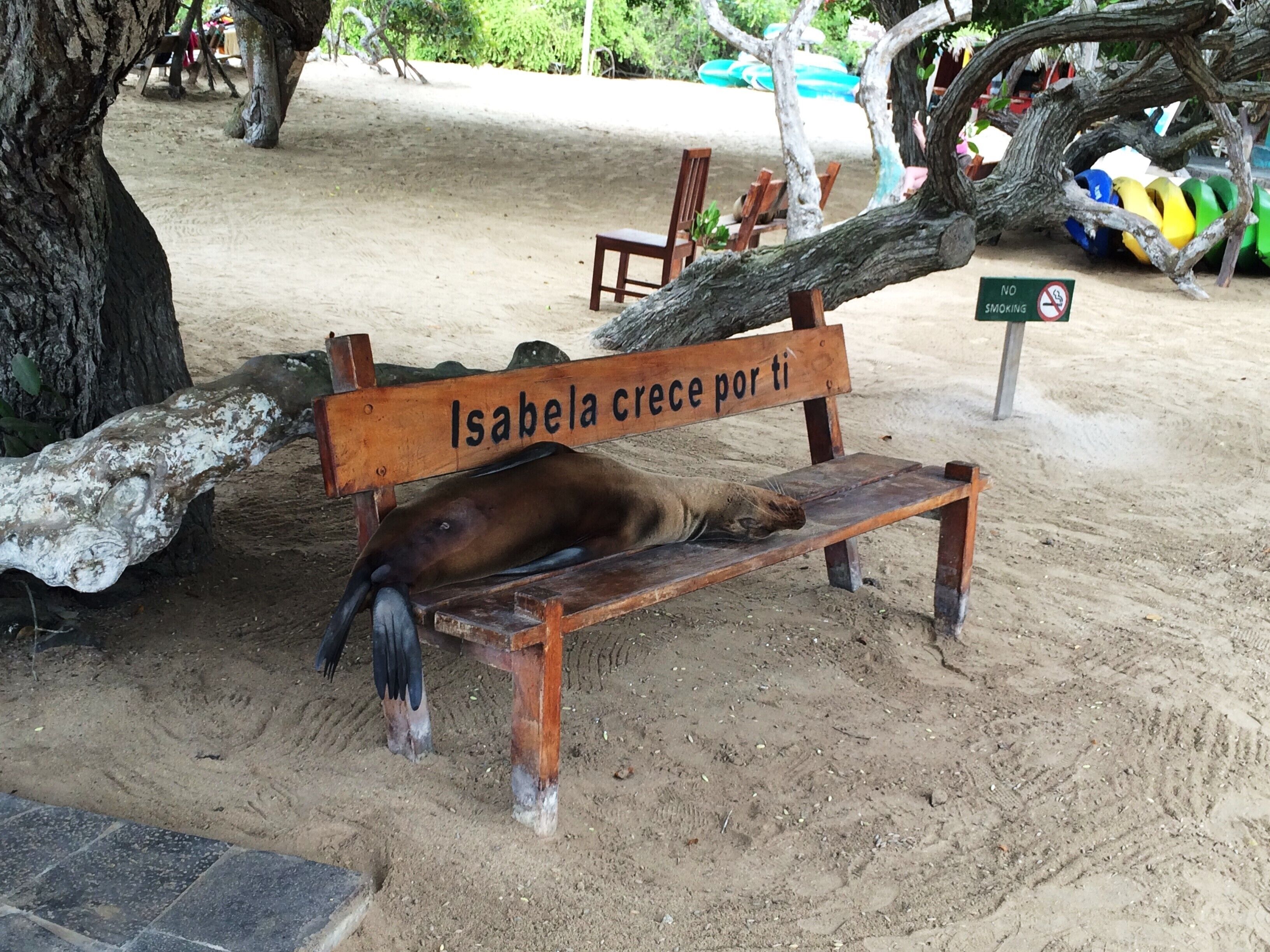 A Galapagos sea lion chilling on a bench. Reminded me of a pet dog!
#natureatitsbest