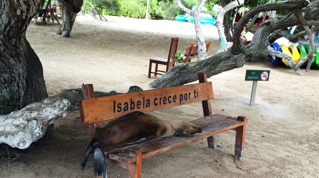 A Galapagos sea lion chilling on a bench. Reminded me of a pet dog!
#natureatitsbest