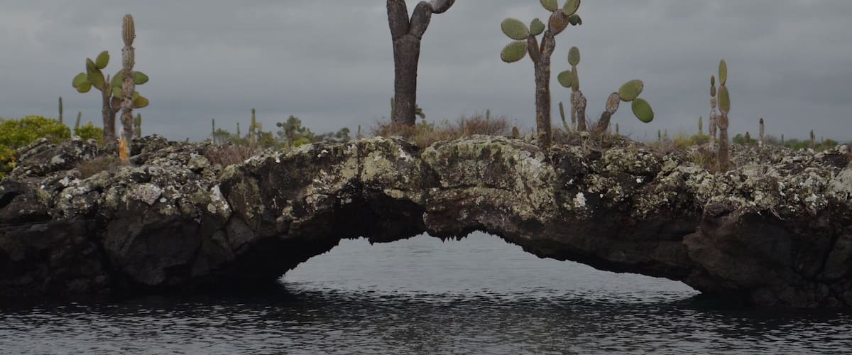 A rocky bridge over water with cacti on the sides.