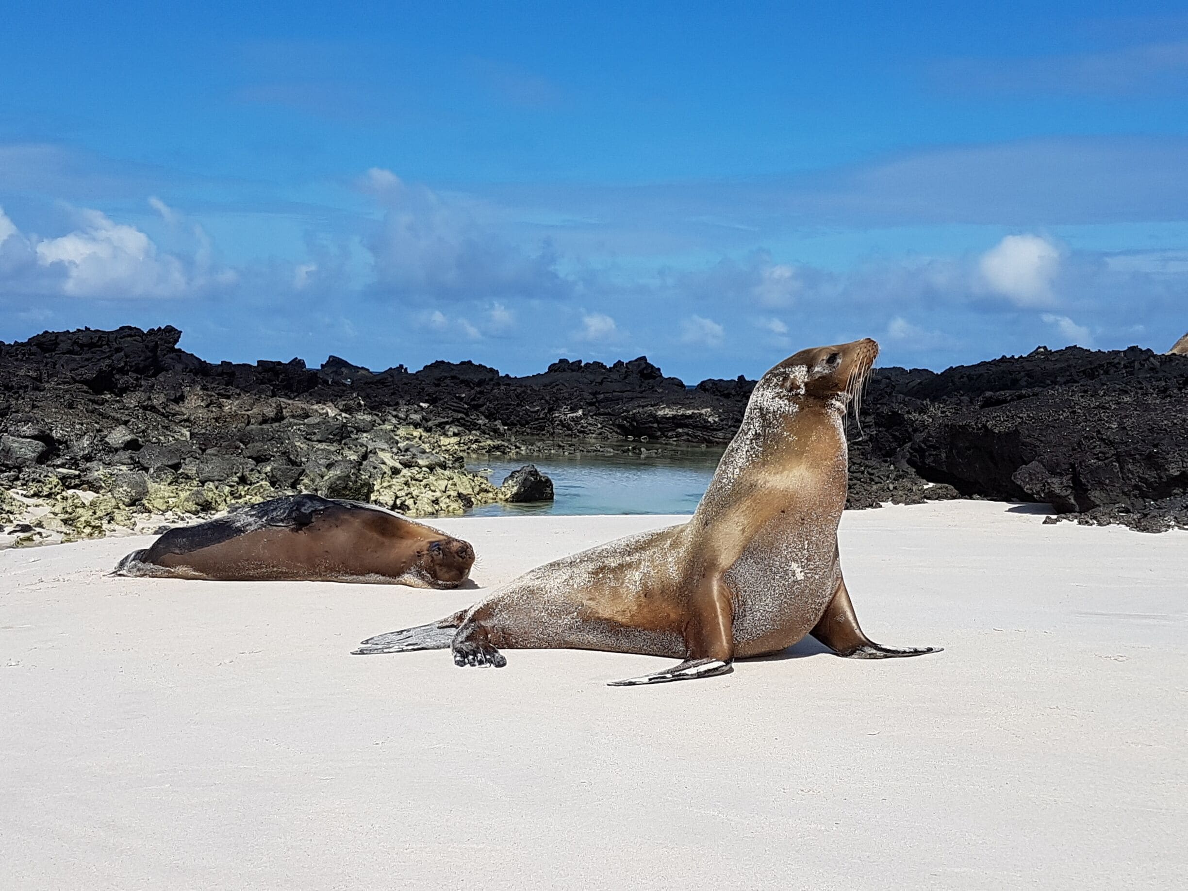 Two seals on a sandy beach with a rocky shoreline and clear blue sky in the background.