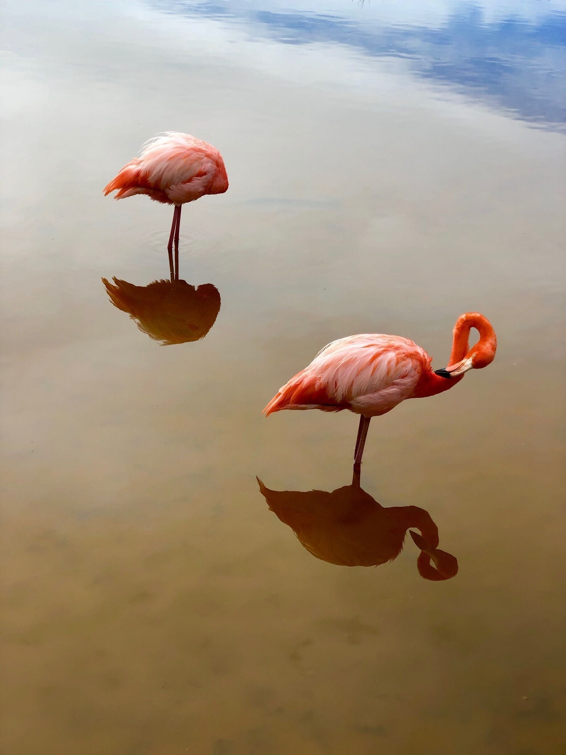 Flamingoes