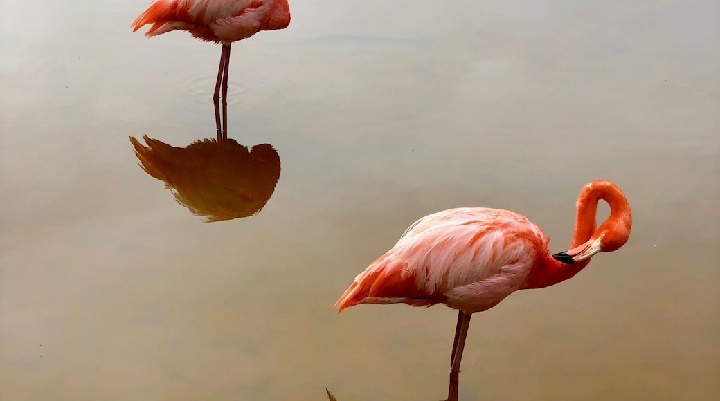 Flamingoes