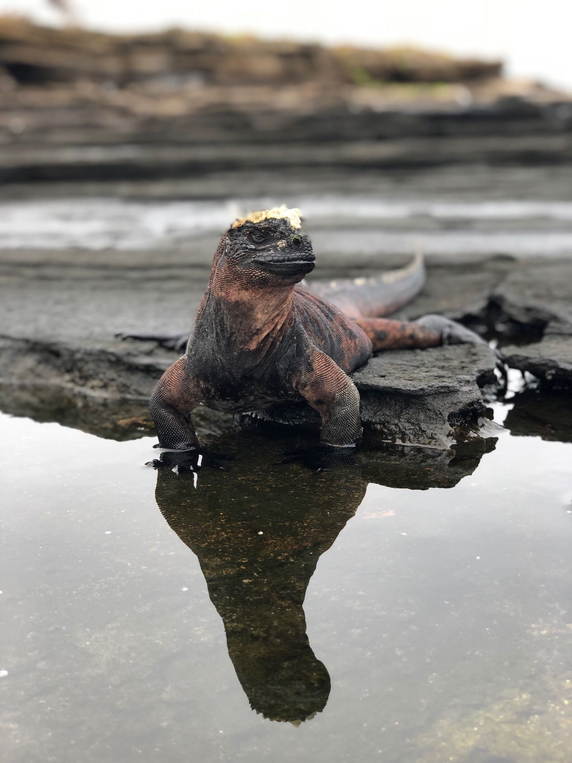 Marine Iguana in Santiago Island 